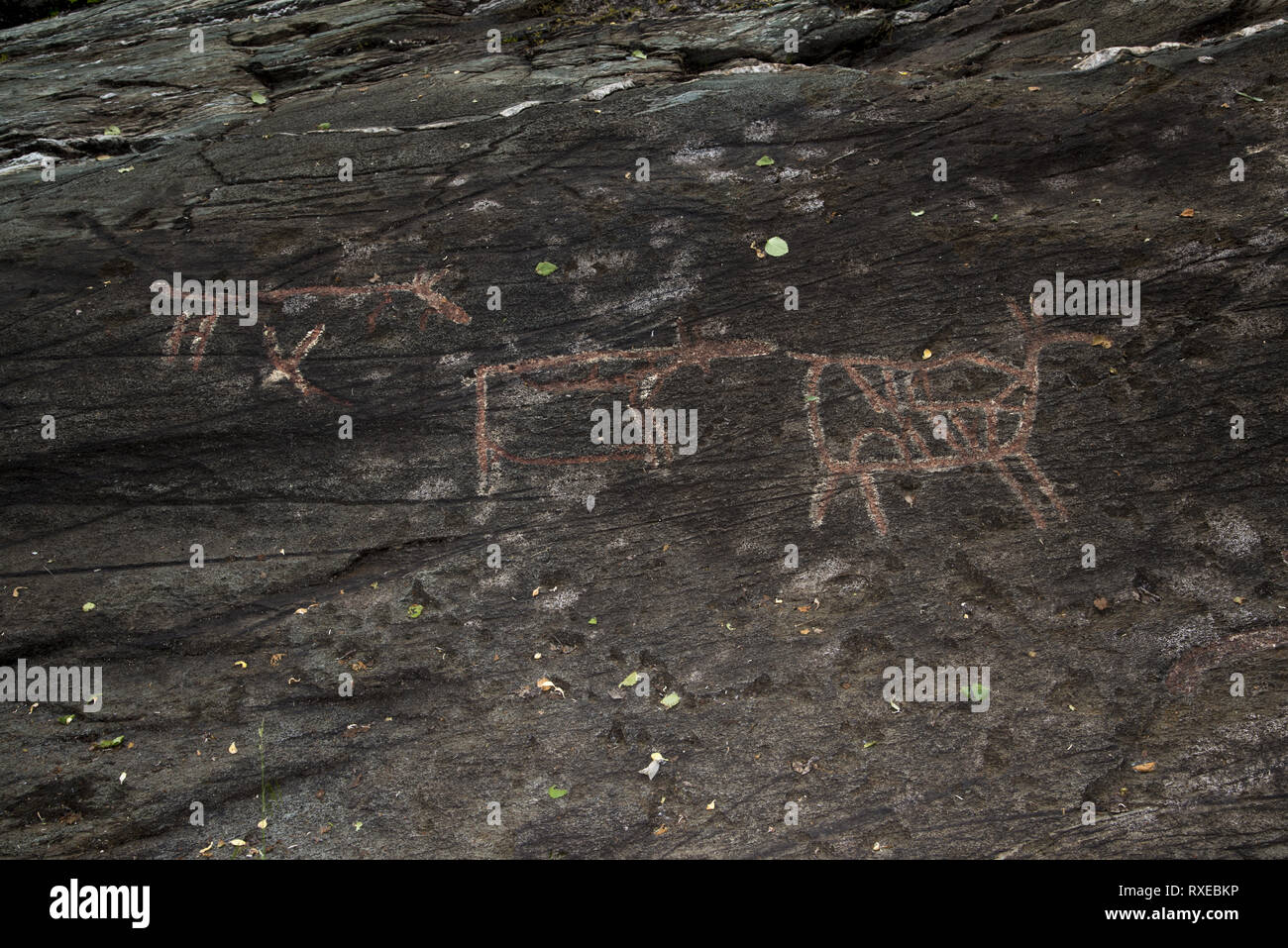 Fast 7000 Jahren stoneage Fischer und Rentier Hirten berühmt Bukkhammaren Felszeichnungen in der Nähe von Tennes in Balsfjord in Nordnorwegen. Stockfoto