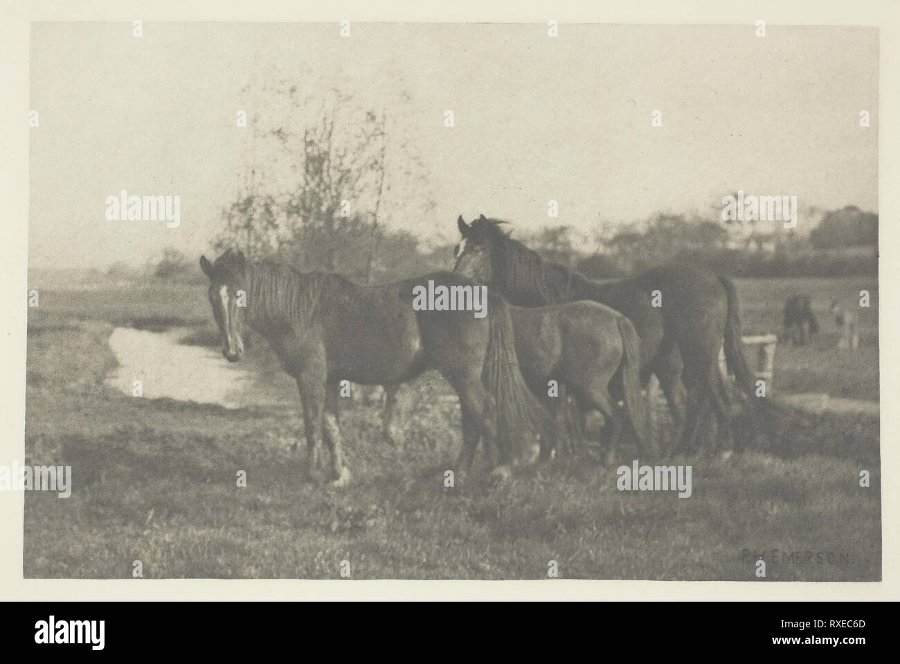 Colte auf ein Norfolk Marsh. Peter Henry Emerson; Englisch, geboren in Kuba, 1856-1936. Datum: 1883-1887. Abmessungen: 11,9 x 18,3 cm (Bild/Papier); 33,5 × 42,6 cm (album Seite). Photogravüre, PL. V aus dem Album 'Bilder von East Anglian Life' (1888). Herkunft: England. Museum: Das Chicago Art Institute. Stockfoto