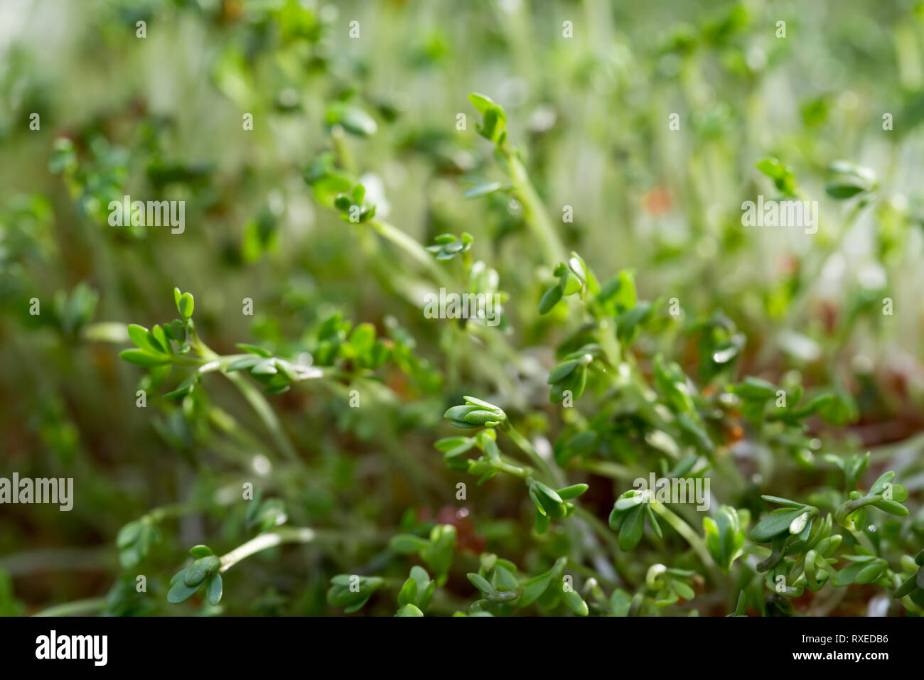 Brunnenkresse frische grüne Blätter Makro selektiven Fokus Stockfoto