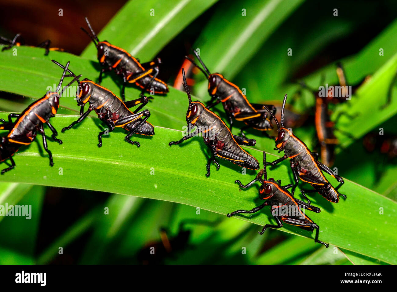 Östlichen Lümmel Heuschrecke Stockfoto