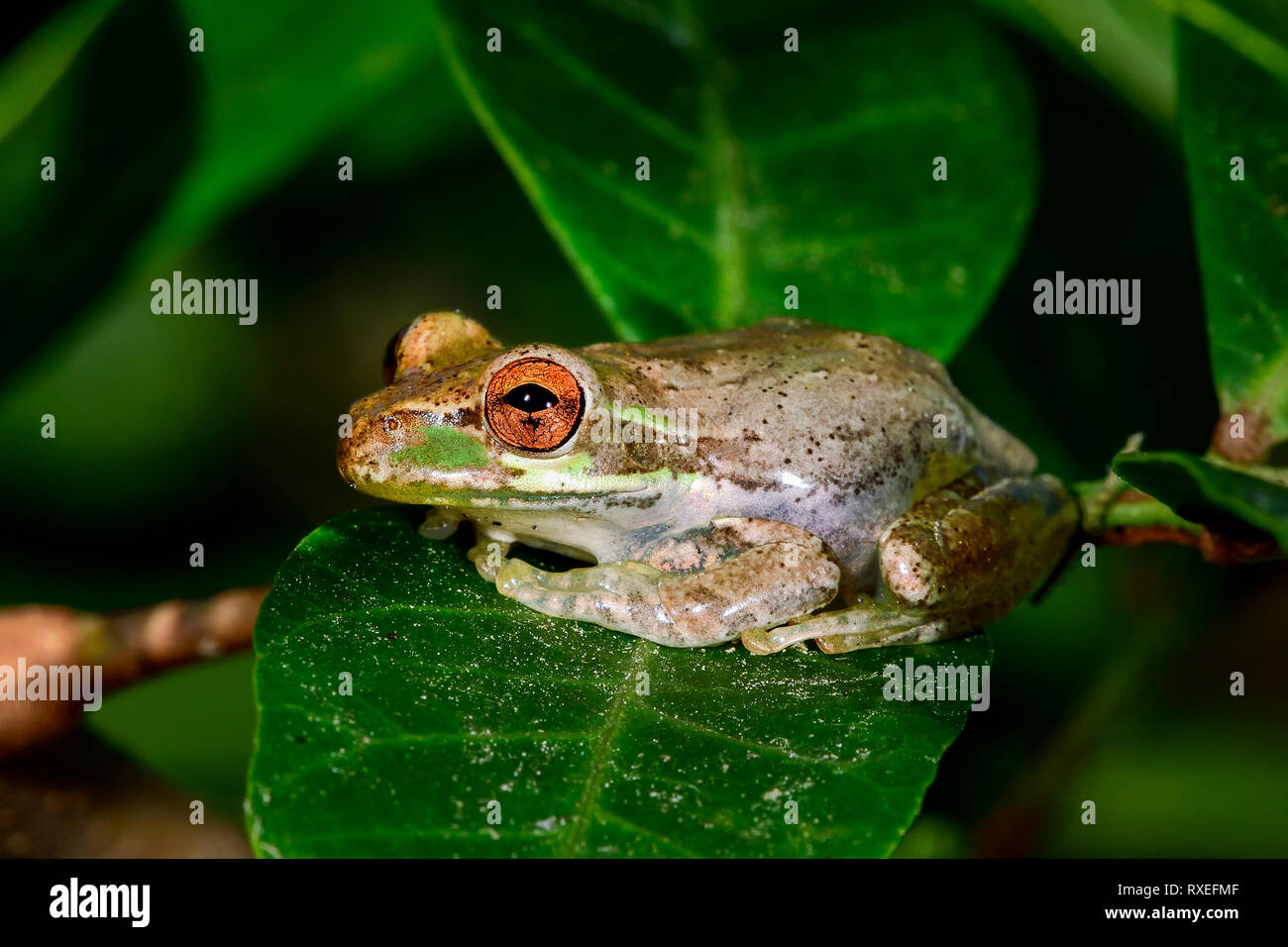 Kubanische treefrog ruht auf dem Blatt Stockfoto