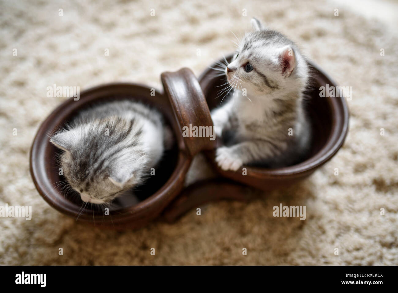 Blick von oben auf zwei kleine Katzen in verspielter Stimmung, die in einem Topf sitzen, und einer von ihnen hält Pfoten aus. Stockfoto