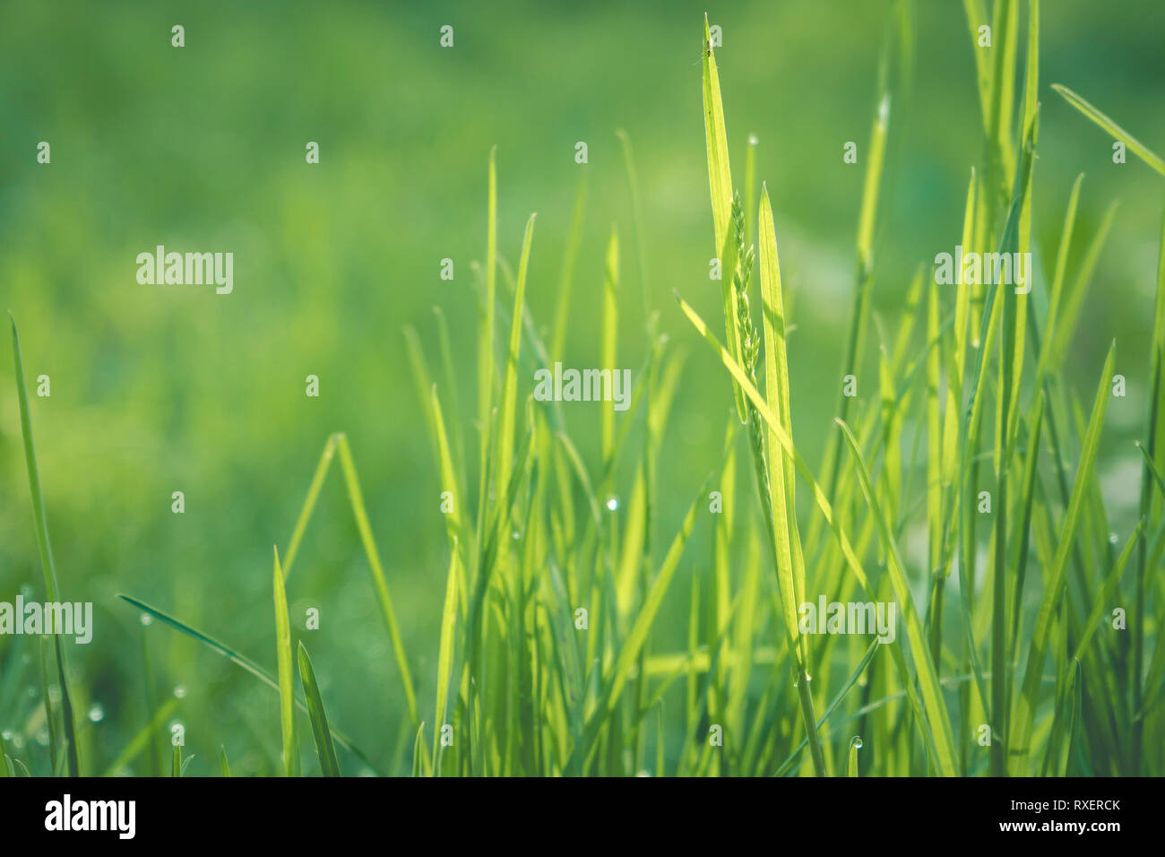 Gräser in der Sonne Stockfoto