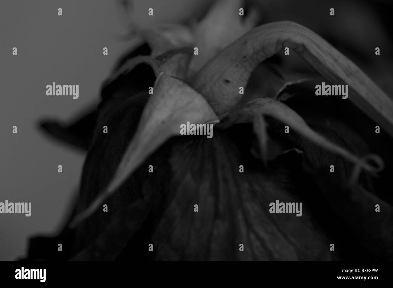 Eine schwarz-weiße, Nahaufnahme Bild einer Rose, die im Sterben liegt. Stockfoto