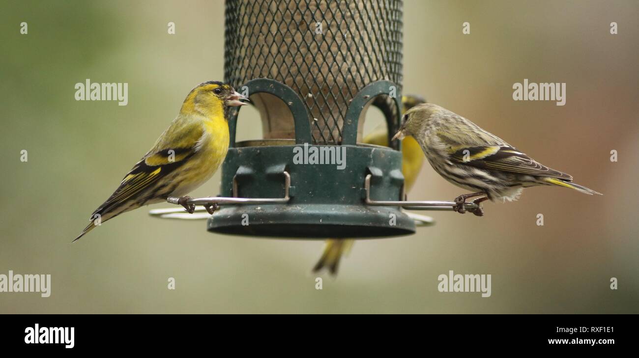 Herde der männlichen (helles Gelb) und weiblichen Eurasian Siskin (spinus spinus) Ernährung auf Bird Feeder in Englischer Garten, Februar 2019 Stockfoto