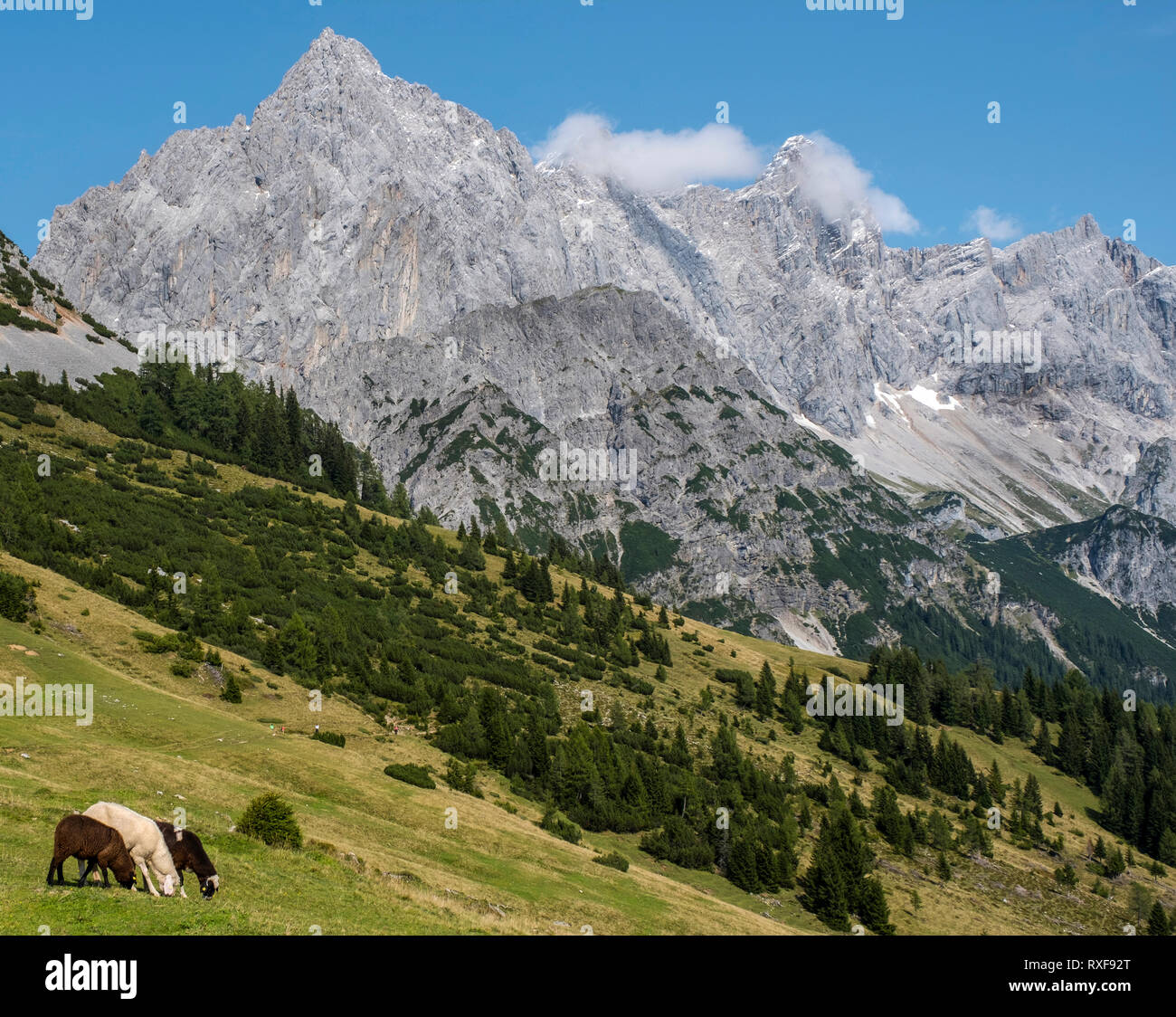 Schafe weiden in den österreichischen Alpen in der Nähe von Bachlalm. Stockfoto