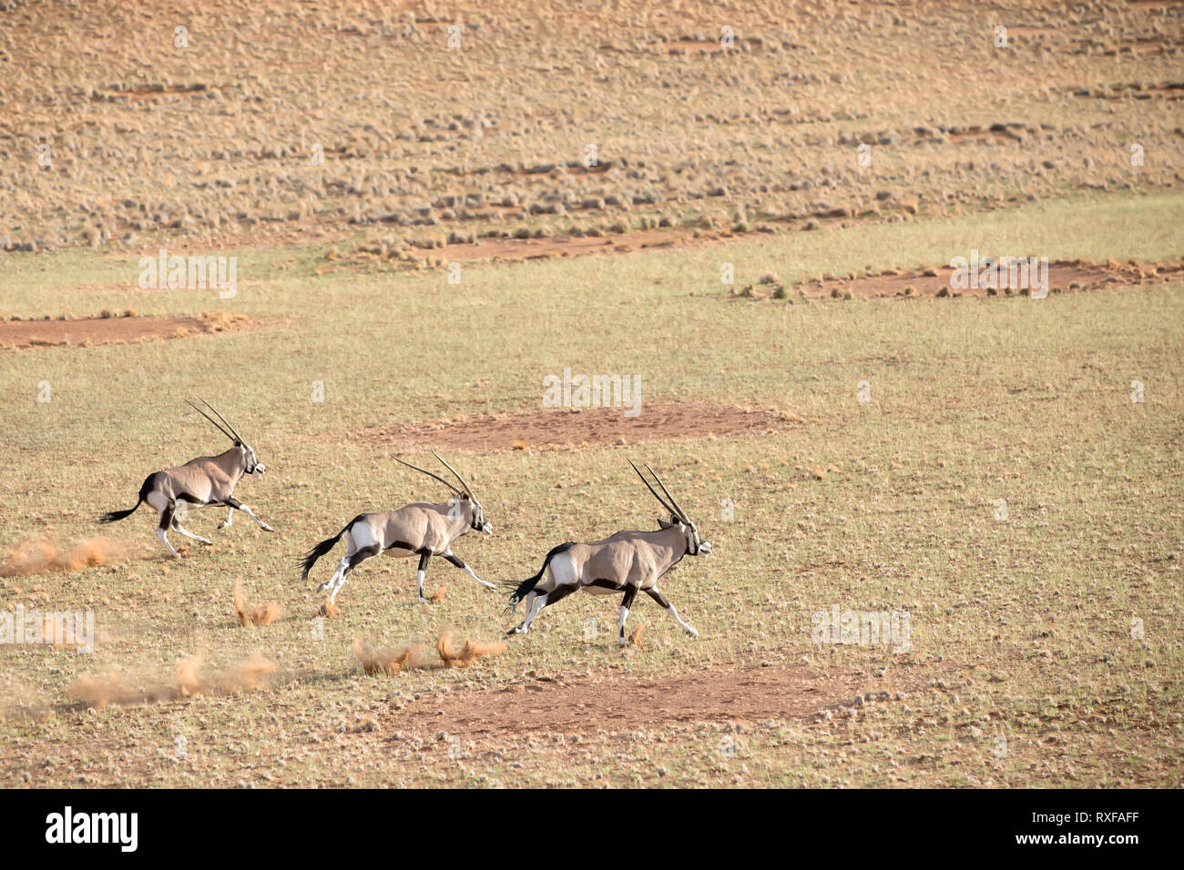 Oryx laufen durch die Sanddünen von Sossusvlei, Namibia. Stockfoto