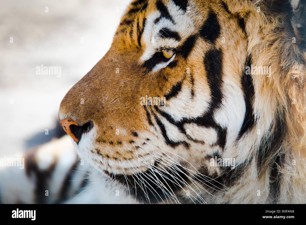 Tiger Gesicht im Detail von der linken Seite. Augen und Strings sichtbar. Stockfoto