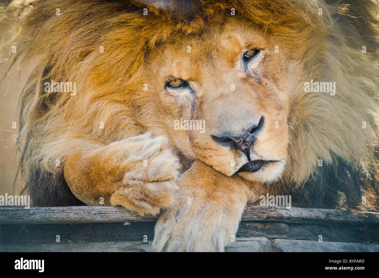 Alte traurige Löwen im Gefängnis sitzen". Augenkontakt mit Kamera. Tiere verdienen Freiheit. Stockfoto