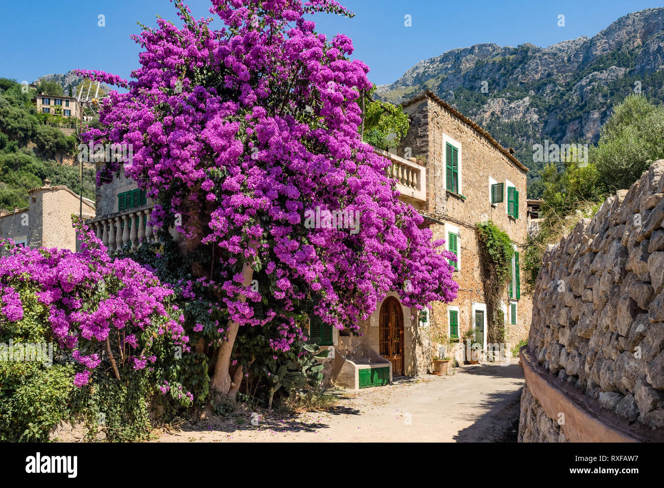 Violett blühenden Bougainvillea in Deia Mallorca, Spanien Stockfoto