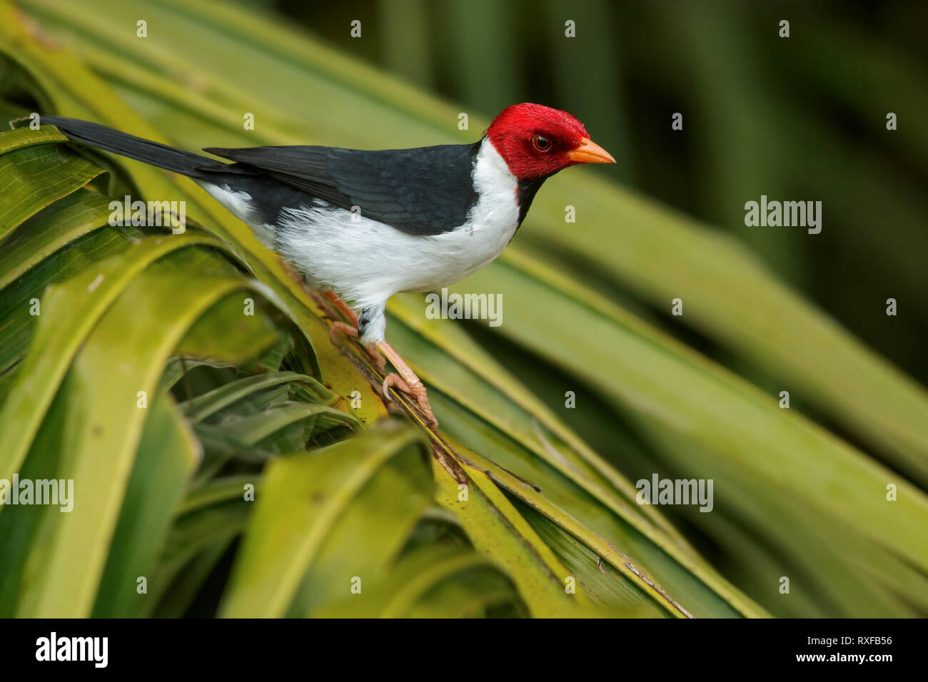 Yellow-billed Kardinal (Paroaria capitata) im Pantalal Region Brasiliens. Stockfoto