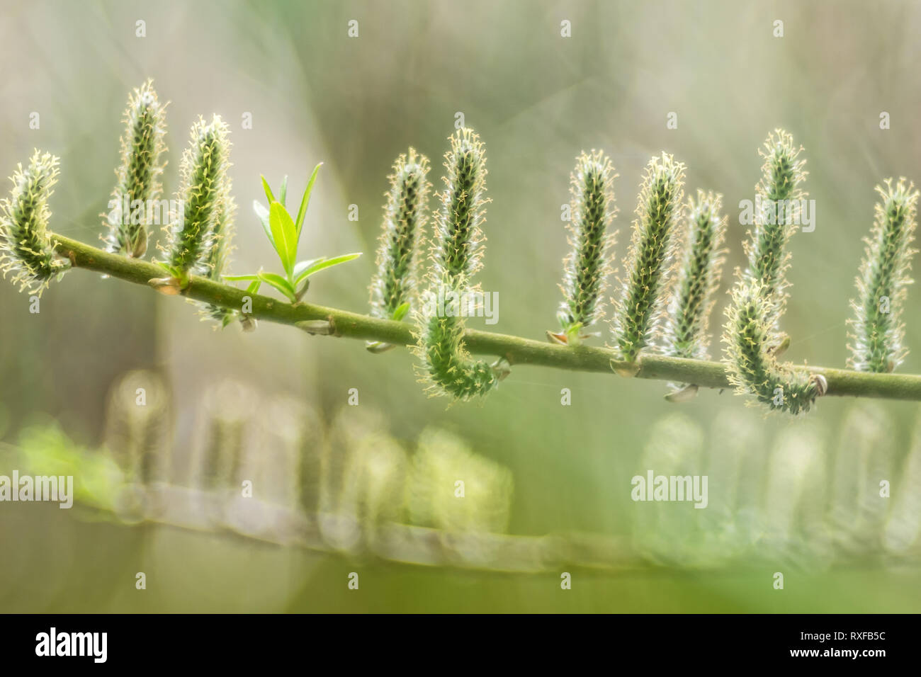 Palmkätzchen im Frühling Stockfoto
