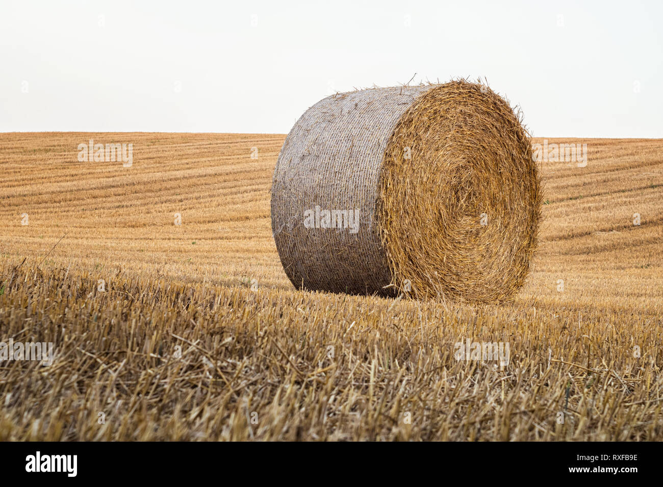 Einzeln stehender Strohballen in der Hallertau. Stockfoto