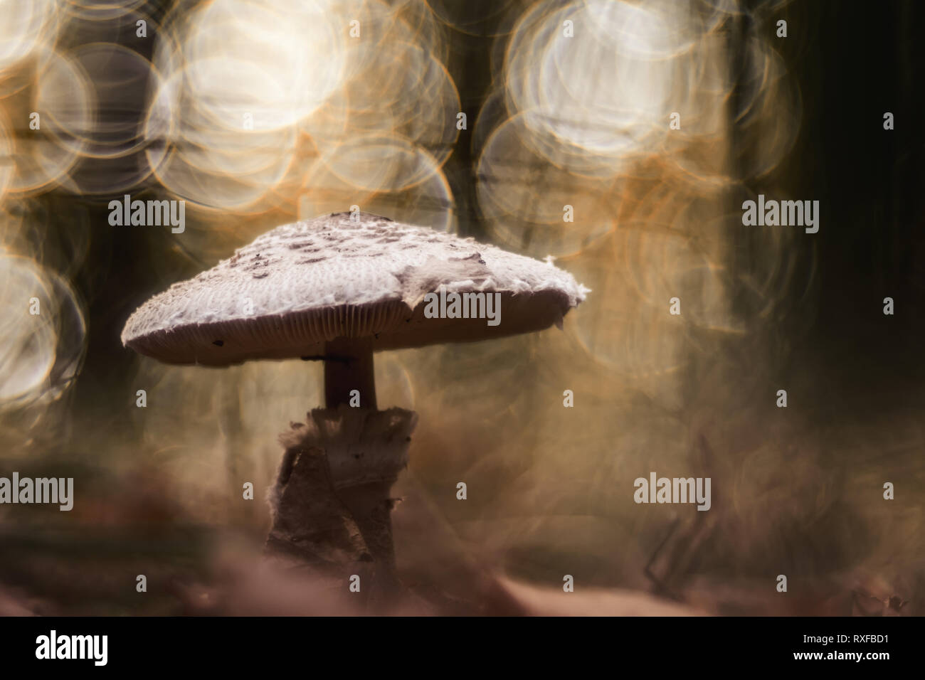 Sonnenschirm Pilz im Wald mit Lichteinfall Stockfoto