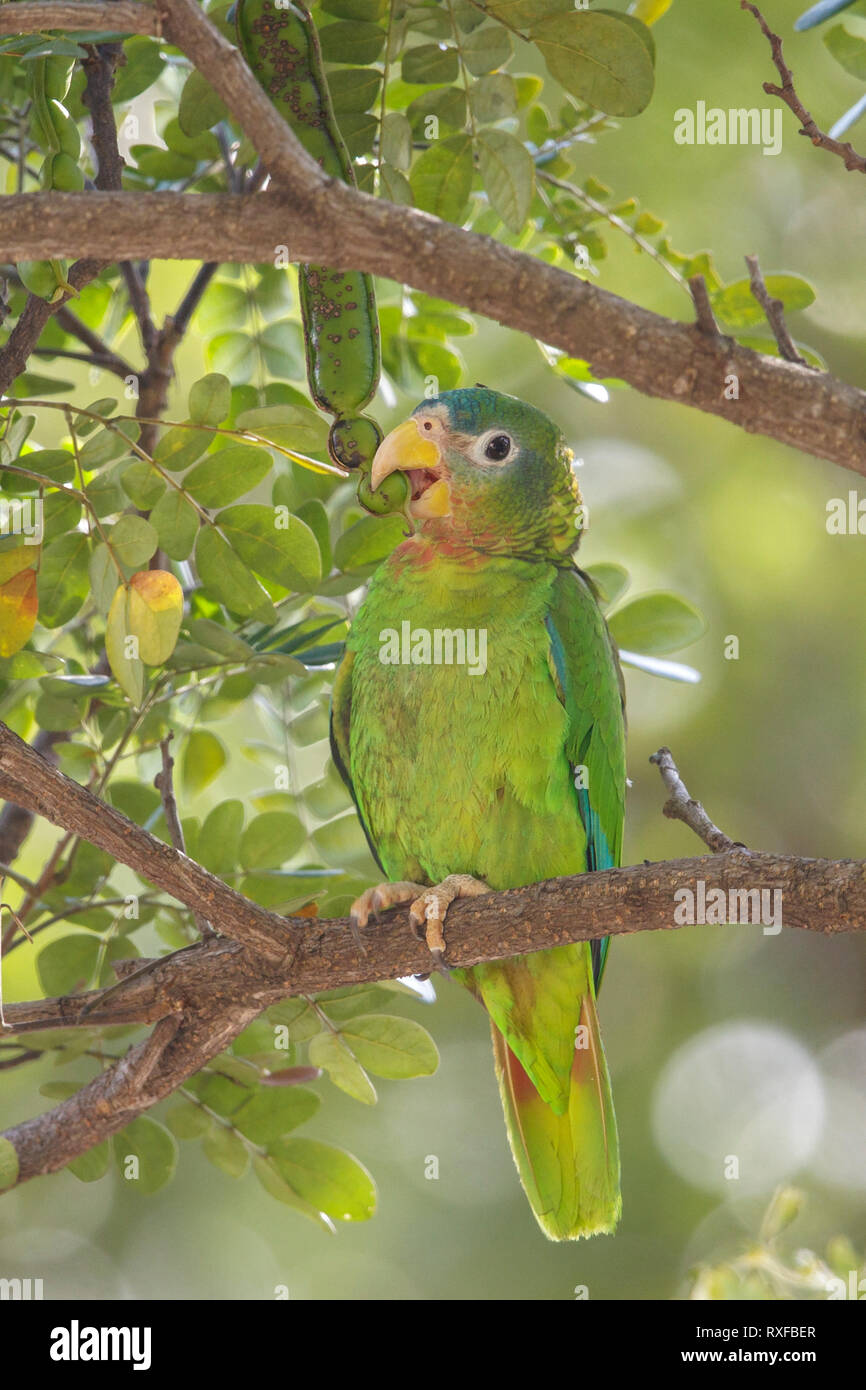 Yellow-billed Papagei (Amazona collaria) auf einem Zweig in Jamaika in der Karibik thront. Stockfoto