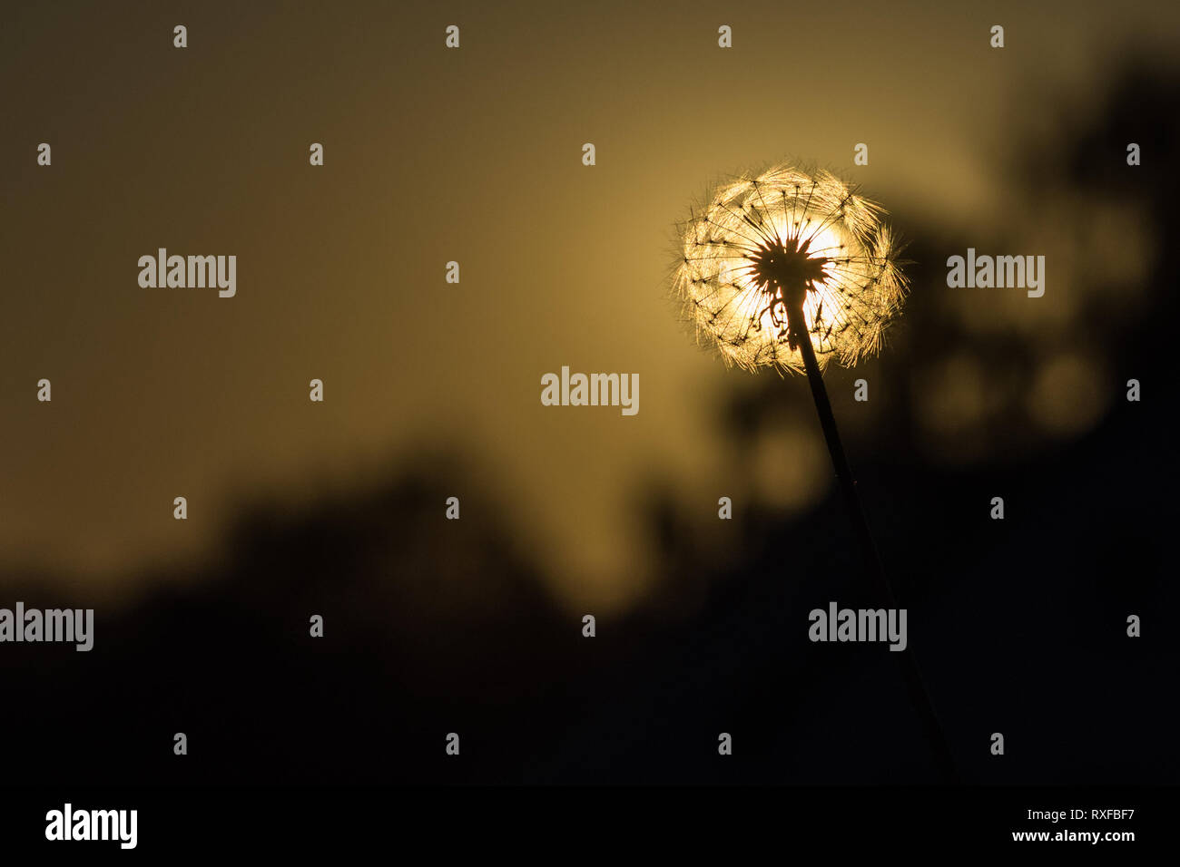 Pusteblume im Gegenlicht bei Sonnenuntergang Stockfoto