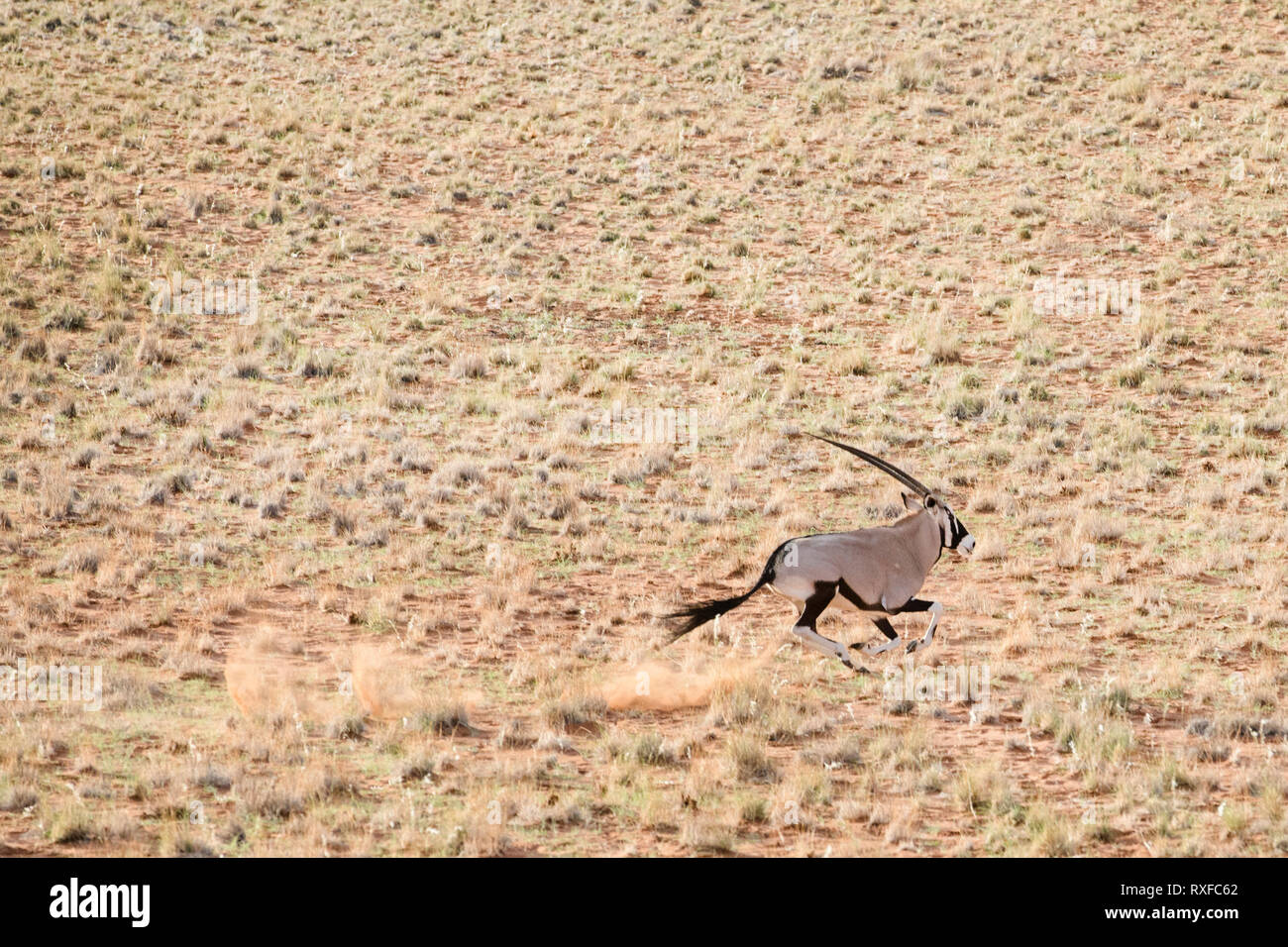 Oryx laufen durch die Sanddünen von Sossusvlei, Namibia. Stockfoto