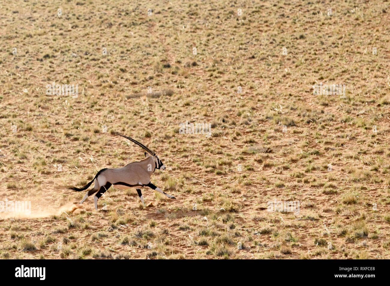 Oryx laufen durch die Sanddünen von Sossusvlei, Namibia. Stockfoto