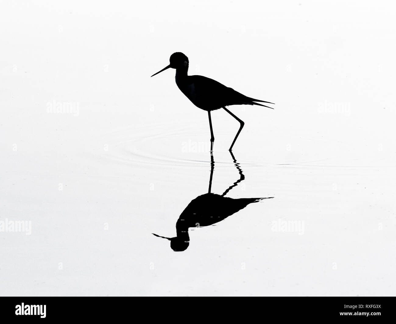 Black-necked Stelzenläufer Himantopus mexicanus in Silhouette Stockfoto