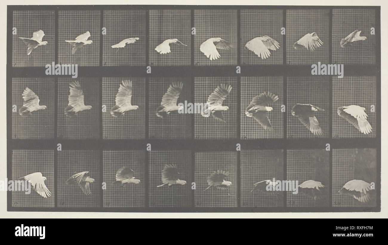 Animal Locomotion, Platte 758. Eadweard Muybridge; Englisch, aktive United States, 1830-1904. Datum: 1887. Abmessungen: 20,5 x 36,8 cm (Bild); 48,4 × 61,4 cm (Papier). Lichtdruck, von "Animal Locomotion". Herkunft: England. Museum: Das Chicago Art Institute. Stockfoto