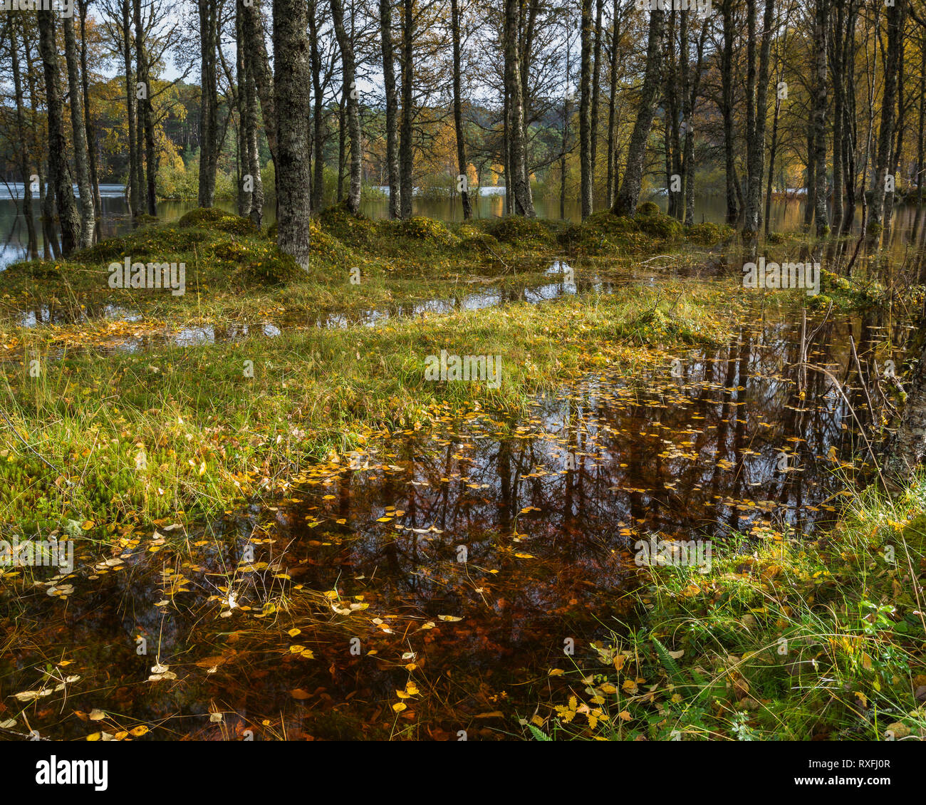 Überflutete Bäume und Laub vom Parkplatz am Loch Beinn a Mheadhoin in Glen Affric, Schottland. Nach einer lang anhaltenden Regen. Stockfoto