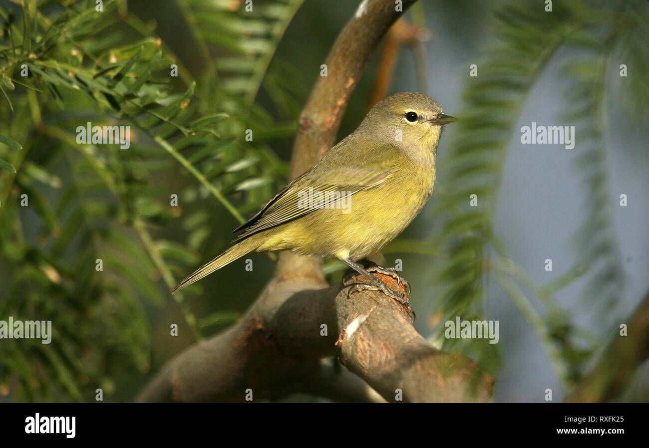 Ein Gelbschnabel-Waldsänger (Vermivora celata), ein kleiner Singvogel, sitzt auf einem Ast in Nevada. Nahaufnahme des Waldsängers in der Natur. Stockfoto