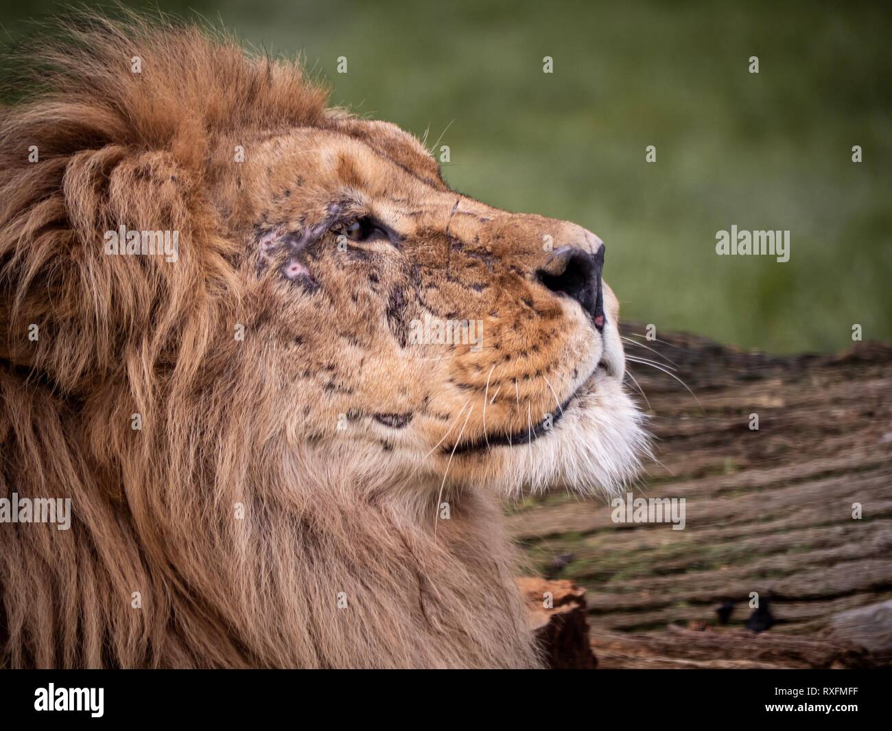 Schließen Sie herauf Bild eines majestätischen, Schlacht - der männliche Löwe vernarbten Gesicht Stockfoto