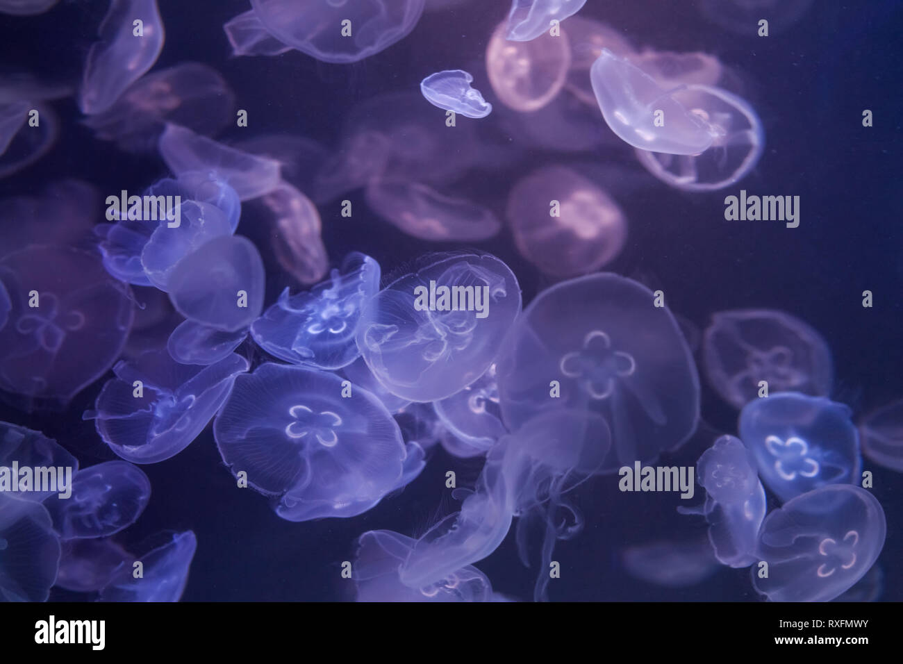 Ohrenquallen Unterwasserwelt hautnah. Aurelia aurita. Stockfoto
