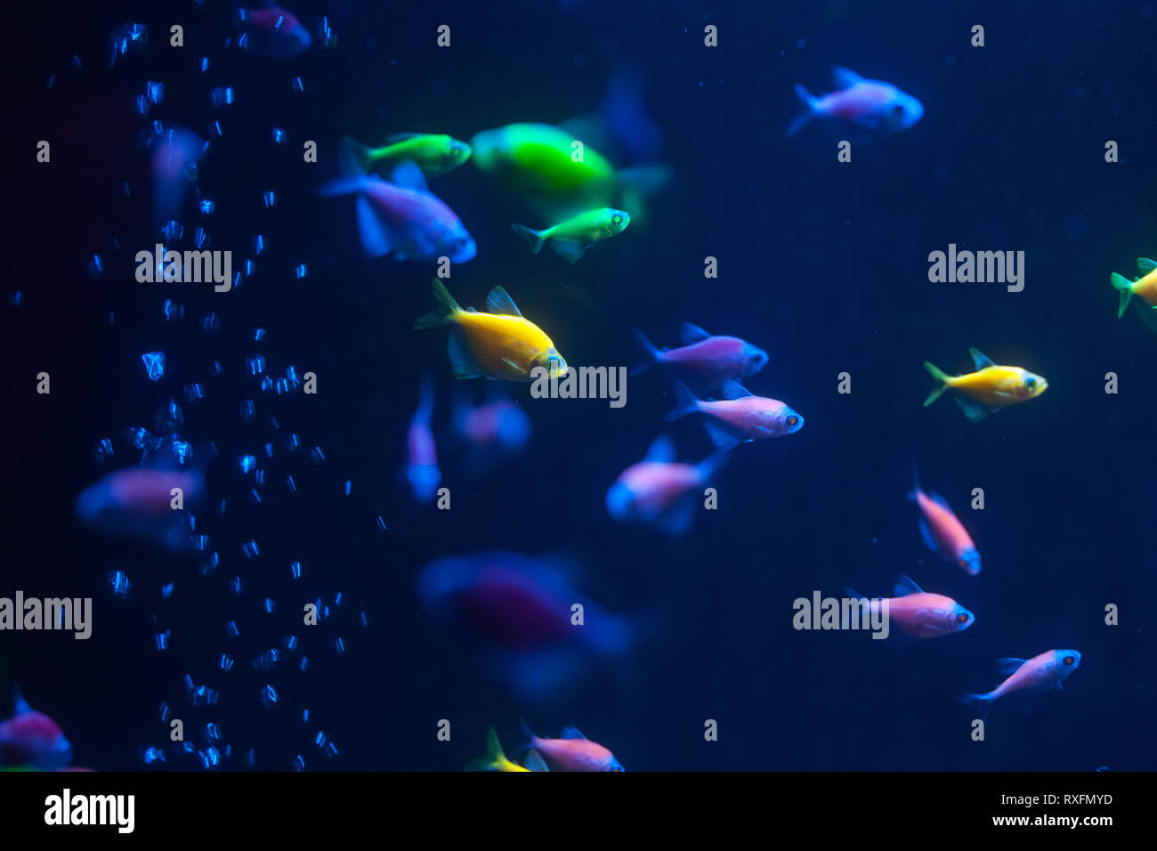 Kleine bunte Fische unter Wasser. Glofish hautnah. Stockfoto