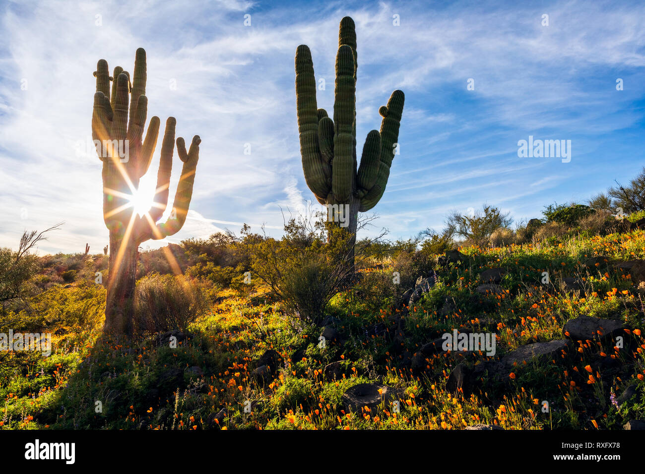 Sonnenstrahlen beleuchten Saguaro Kaktus und Wildblumen in einer Wüstenlandschaft in der Nähe von Peridot, Arizona, USA Stockfoto