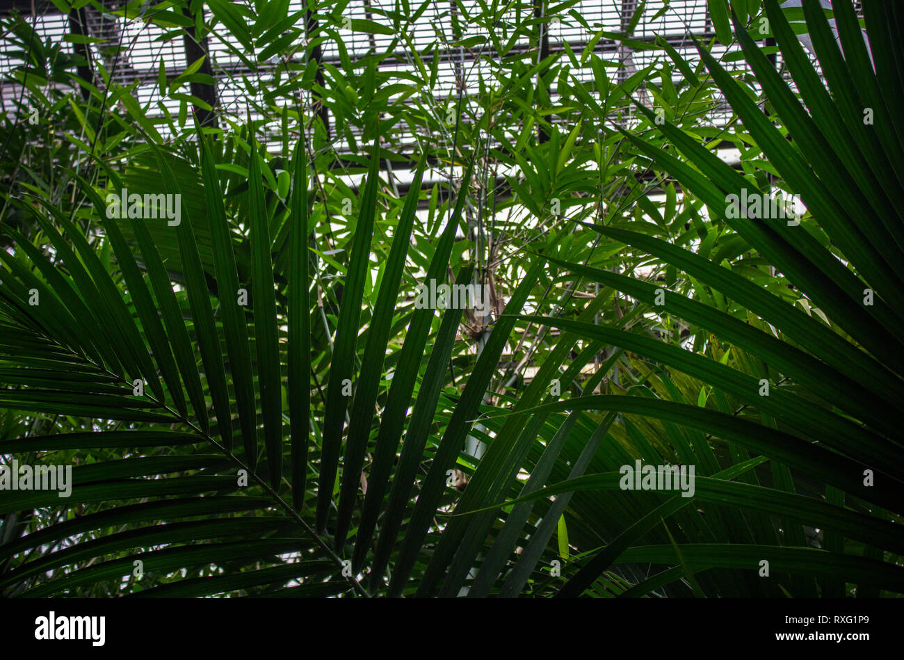 Glasgow Botanischer Garten - in der Nähe von großen dünnen grünen Blätter Stockfoto