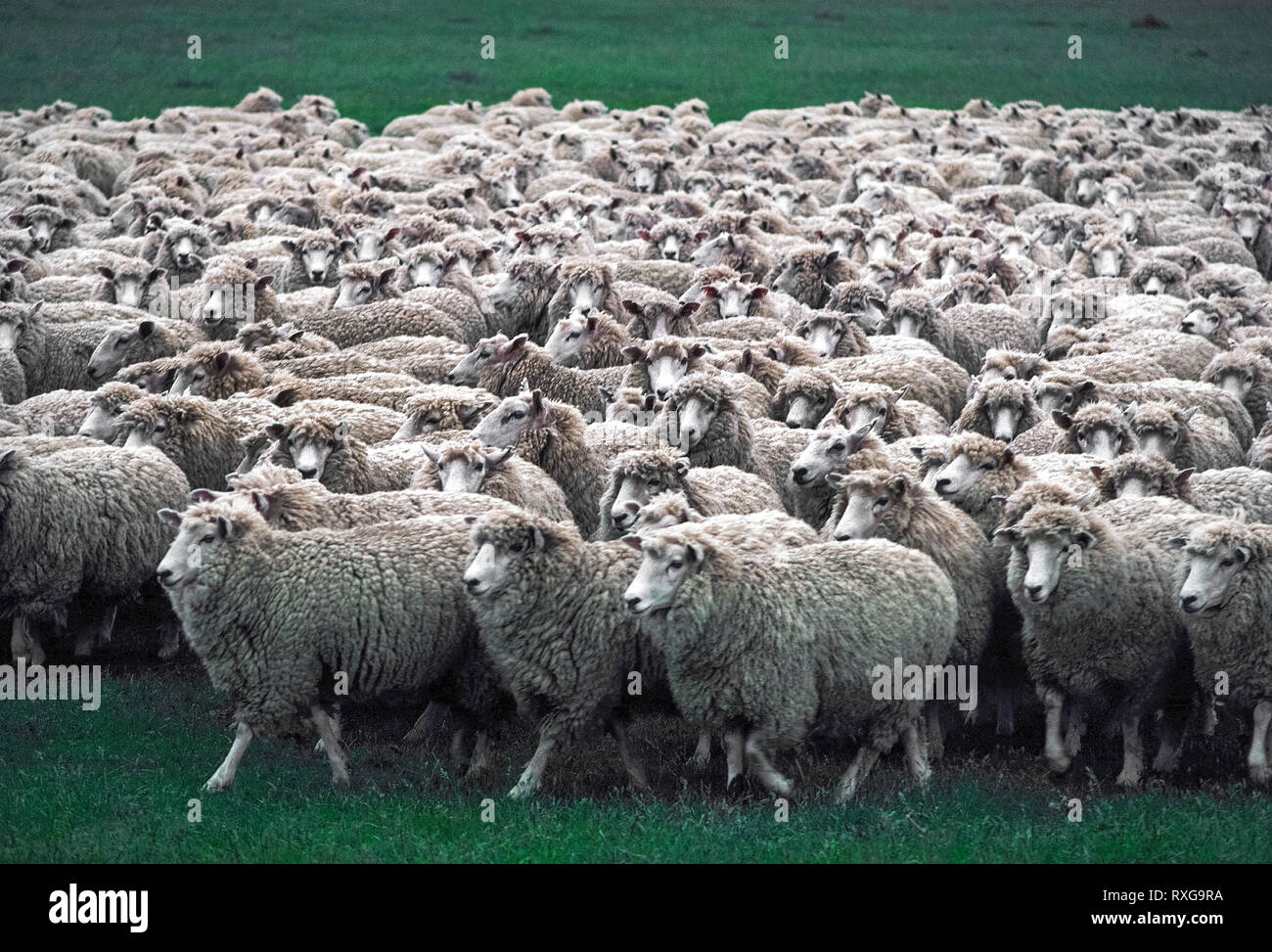 Australische schafpopulation