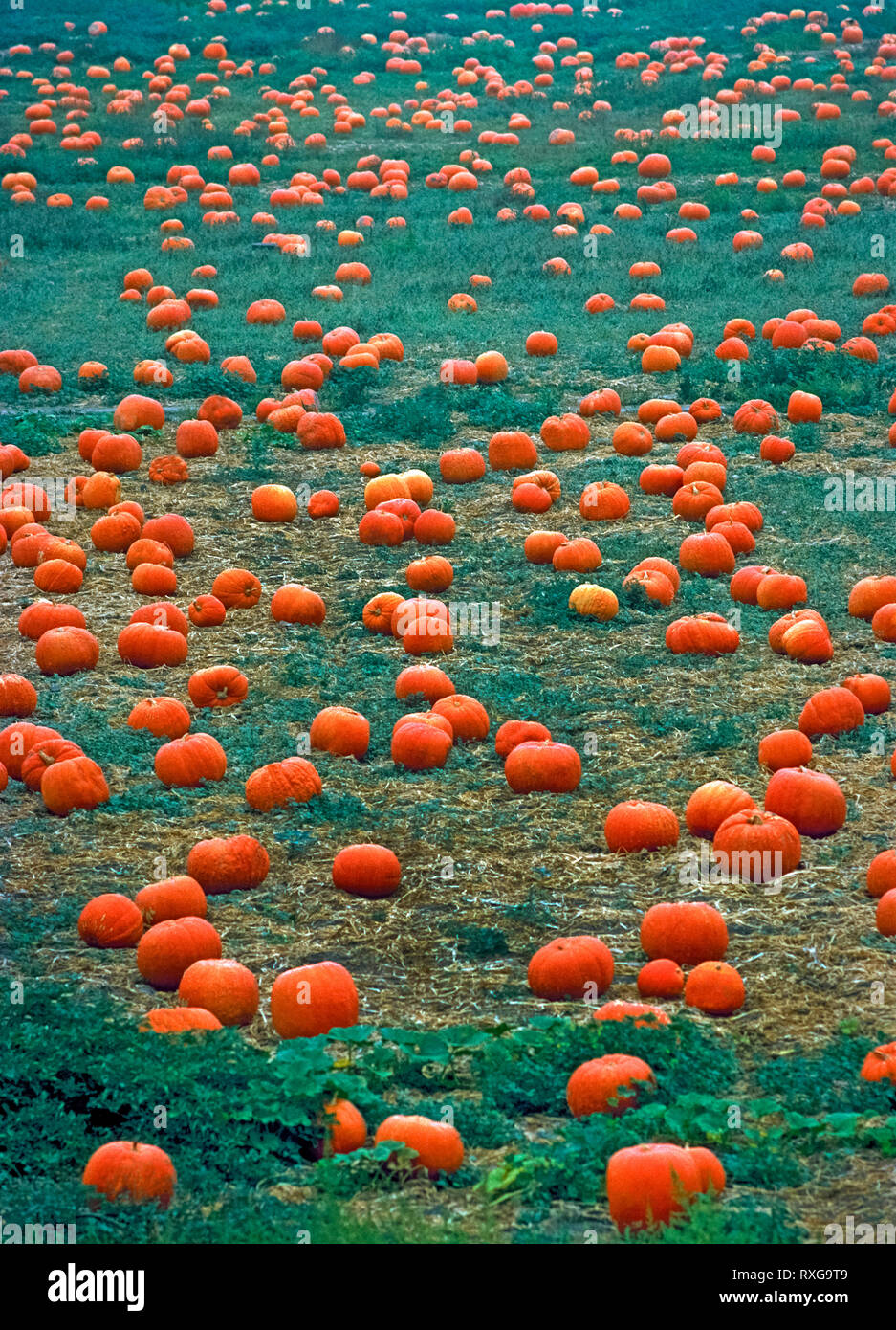 Dutzende von Reife orange Kürbisse haben von ihrer Reben in dieser Bauernhof Feld in Oceanside, Kalifornien, USA geerntet. Die große, runde Früchte warten auf Familien, die der Landwirt" Pumpkin Patch "besuchen Sie ihre Favoriten heraus zu schnitzen, wie Jack-o'-Laternen für Halloween. Die traditionelle Urlaub von All Hallows' Eve entwickelt und setzt jährlich gefeiert werden, am 31. Oktober. Stockfoto