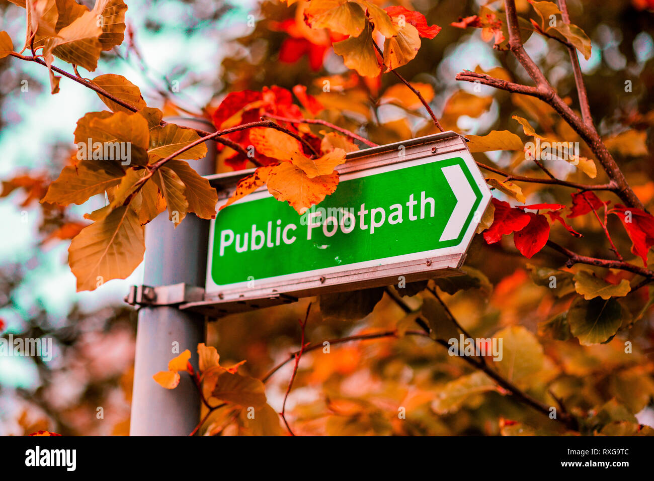 Ein öffentlicher Weg Zeichen in Großbritannien gegen Baum im Herbst Stockfoto