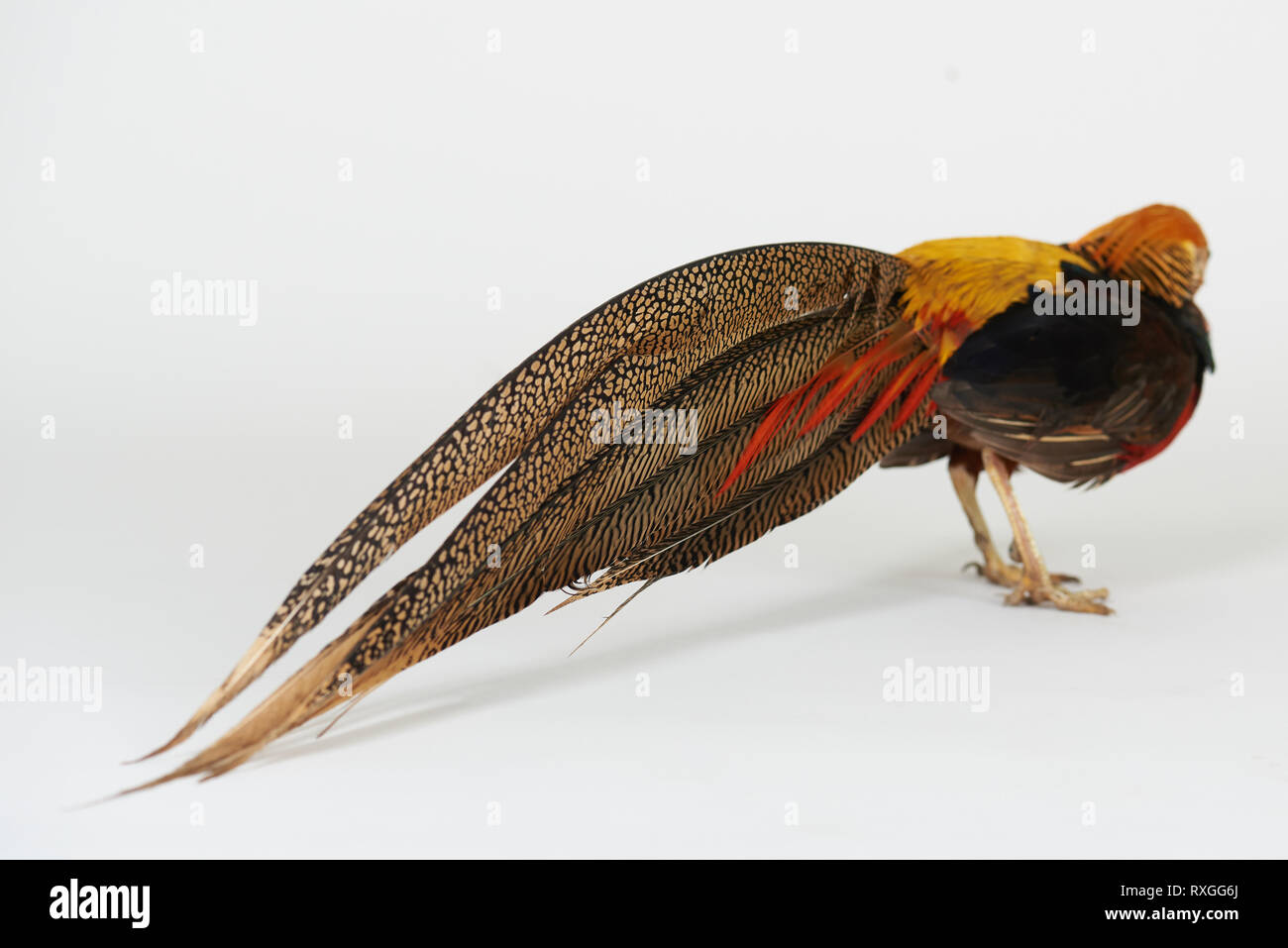 Braunen Federn von FASAN Geschichte auf weiße studio Hintergrund isoliert Stockfoto