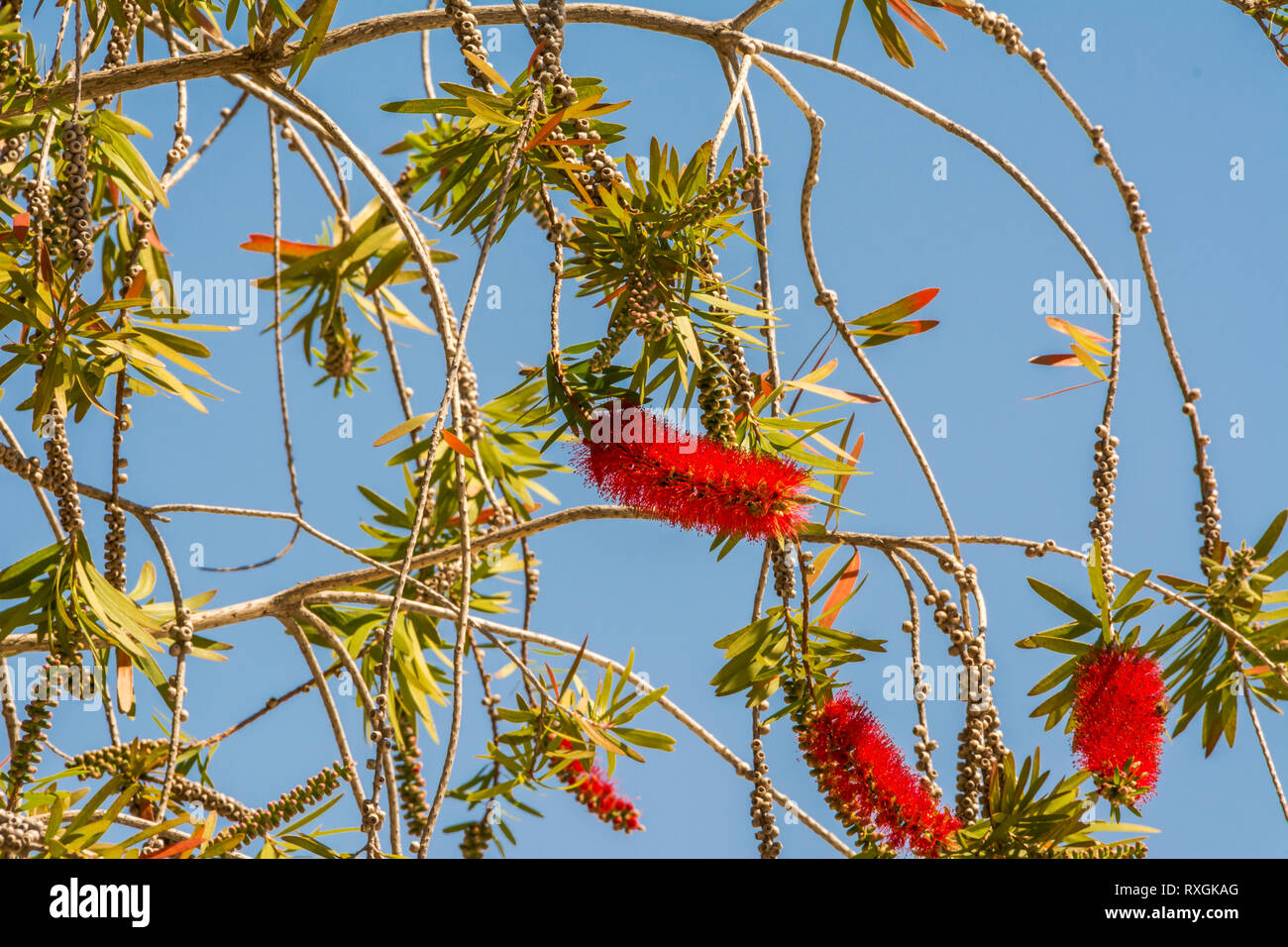 Furry rote Blume auf dem Baum Stockfoto