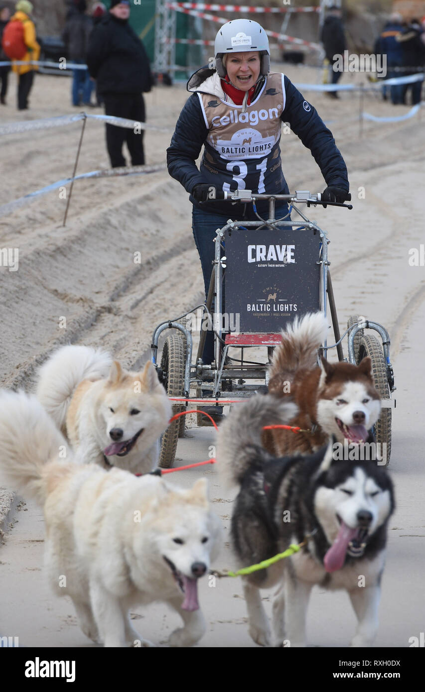 Heringsdorf, Deutschland. 09 Mär, 2019. Die Schauspielerin Kathrin Loewig Antriebe mit einem Team von Hunden an der "Baltic Lights" auf der Insel Usedom. Da der Schnee in Deutschlands nördlichsten Schlittenhunderennen fehlte, den rund 400 Schlittenhunde nicht Schlitten ziehen, aber Autos mit Ballon Reifen. Quelle: Stefan Sauer/dpa/Alamy leben Nachrichten Stockfoto