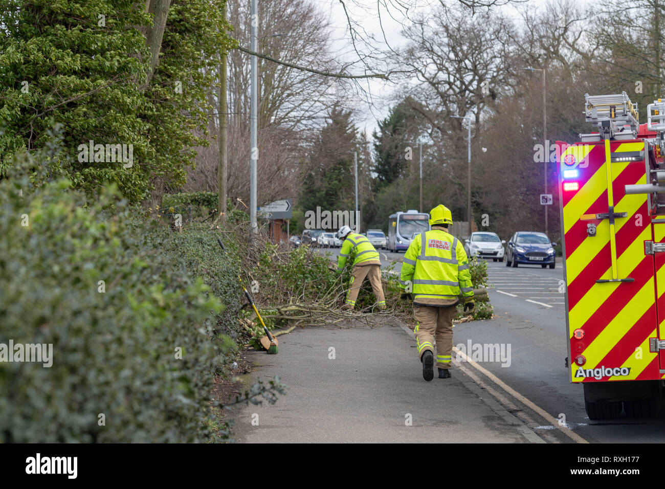 Brentwood Essex. 10. März 2019. UK Wetter, schwere Winde brachten die Bäume auf einer wichtigen Route und Feuerwehr kämpfte, um die Fremdkörper zu entfernen. Kredit Ian Davidson/Alamy leben Nachrichten Stockfoto