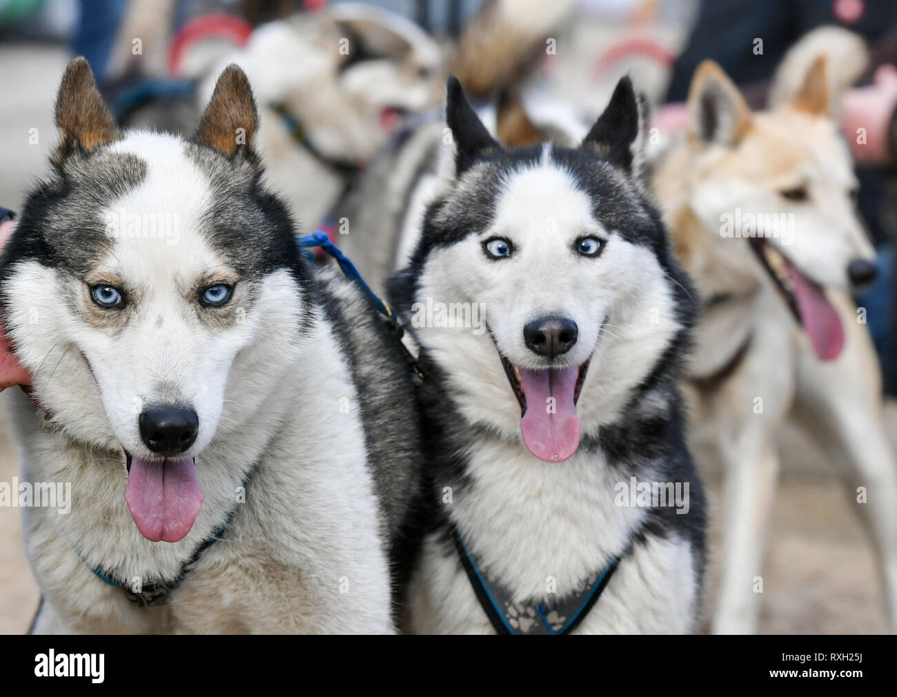 Heringsdorf, Deutschland. 10 Mär, 2019. Schlittenhunde sind aufgeregt Warten auf den Start von Deutschlands nördlichste Schlittenhunderennen "Baltic Lights" auf der Insel Usedom am Strand. Da der Schnee fehlte, die 400 Schlittenhunde nicht Schlitten ziehen, aber Autos mit Ballon Reifen. Foto: Jens Kalaene/dpa-Zentralbild/dpa/Alamy leben Nachrichten Stockfoto