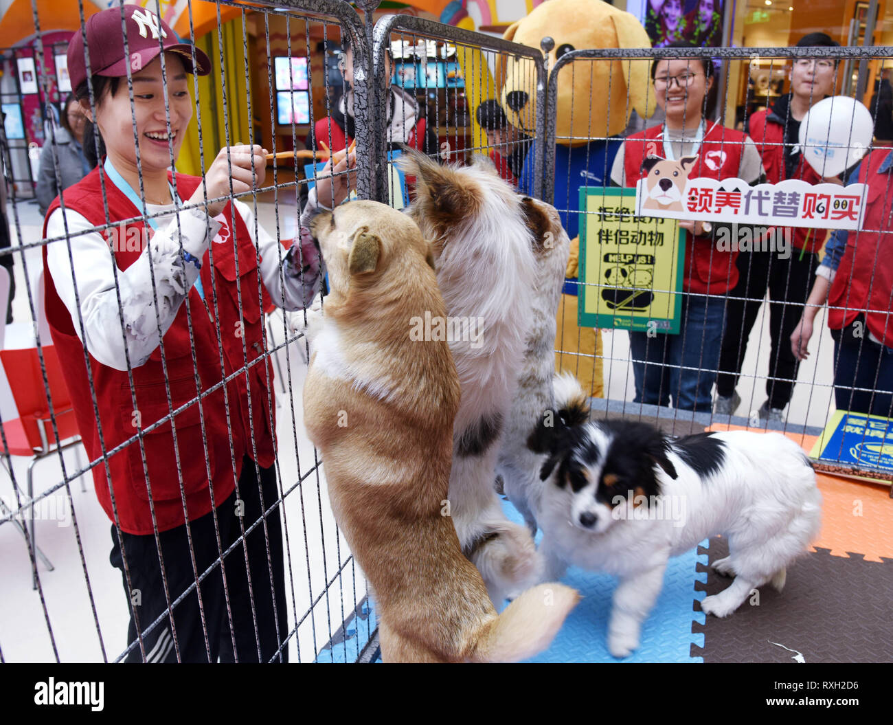 Qingdao, China Provinz Shandong. 10 Mär, 2019. Ein freiwilliger kümmert sich um Hunde warten auf Annahme bei einer Annahme statt Kaufen"-Kampagne in Qingdao, Provinz Shandong, China, 10. März 2019. Am Sonntag durch die Qingdao Animal Protection Association (QAPA), die Veranstaltung zielt darauf ab, potentiellen Anwendern für mehr als 20 Streunende oder verlassenen Tieren zu suchen. Innerhalb einer Woche, die QAPA werden diejenigen, die sich selbst als Annahme Kandidaten angemeldet haben, von denen die meisten geeignet als endgültige Adopters der Tiere gewählt wird, besuchen. Credit: Li Ziheng/Xinhua/Alamy leben Nachrichten Stockfoto