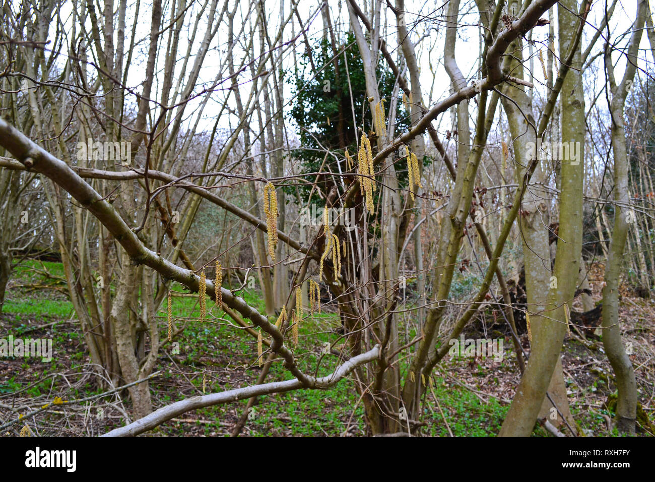 Palmkätzchen Abdecktuch aus Erlen in der Nähe von Shoreham, Kent, Anfang März. Das Holz wird als Pilot Holz, in der Nähe von polhill Bank SSSI Stockfoto