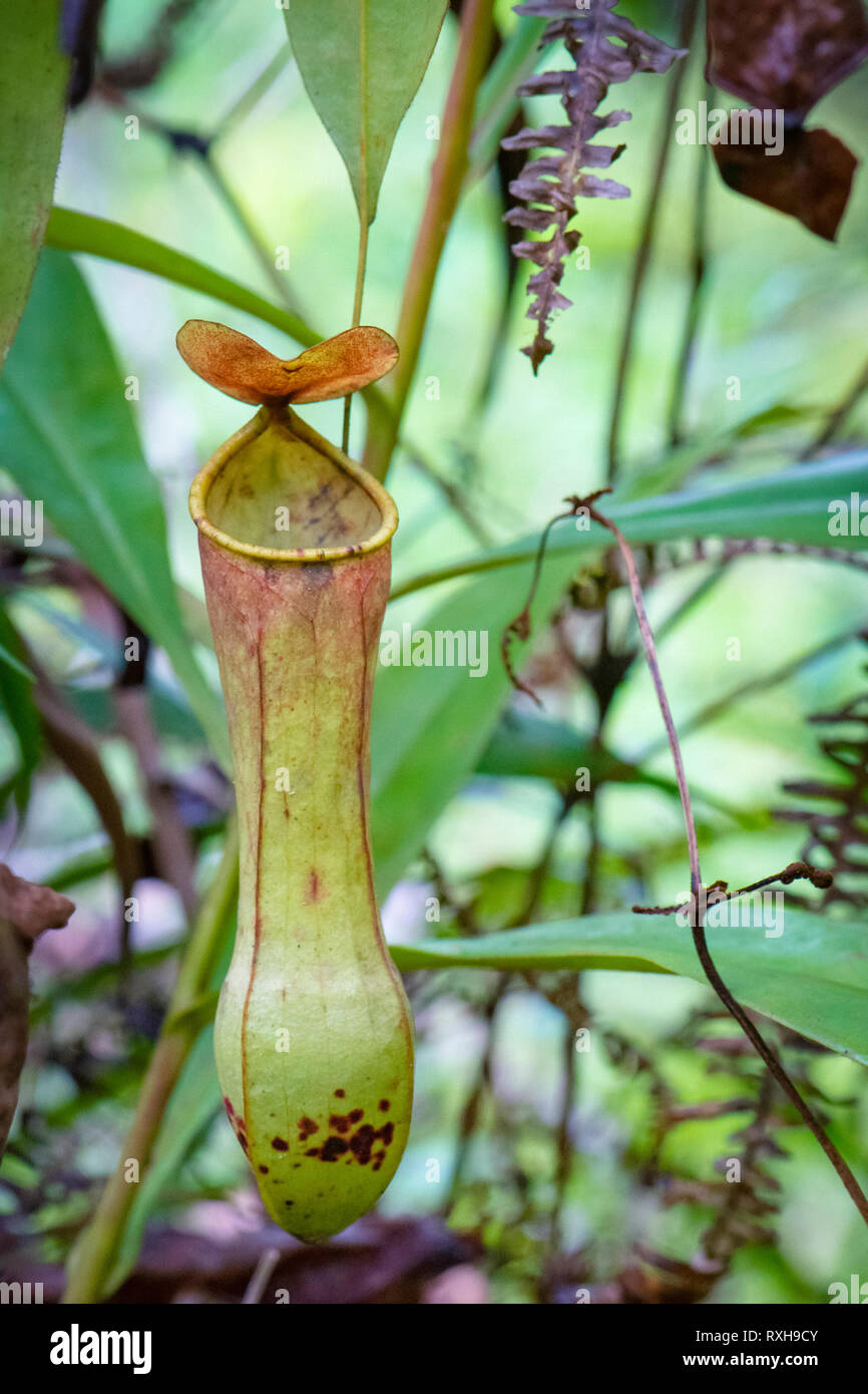 Kannenpflanze, Nepenthes distilatoria, einer tropischen Kannenpflanze endemisch in Sri Lanka, Sinharaja Forest Reserve, Sinharaja Nationalpark, Sri Lanka Stockfoto