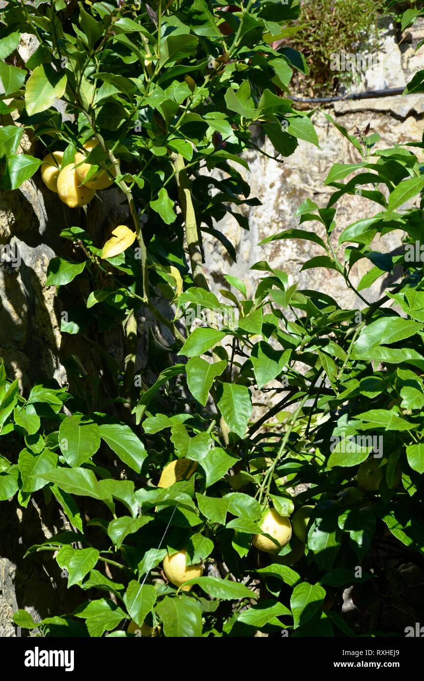 Eine zitrone baum mit Zitronen Stockfoto