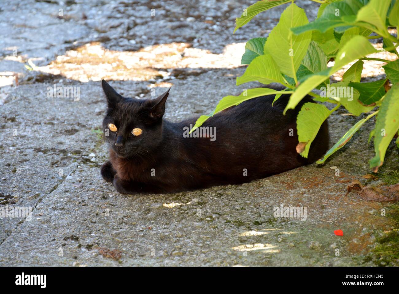 Eine schwarze Katze liegend Stockfoto