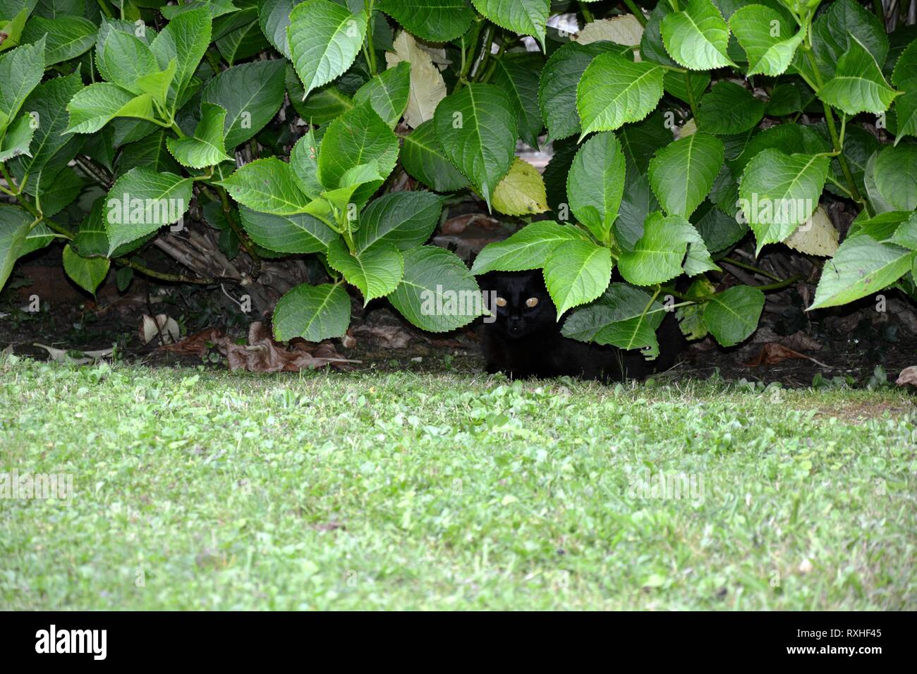 Eine schwarze Katze versteckt in den Blättern Stockfoto