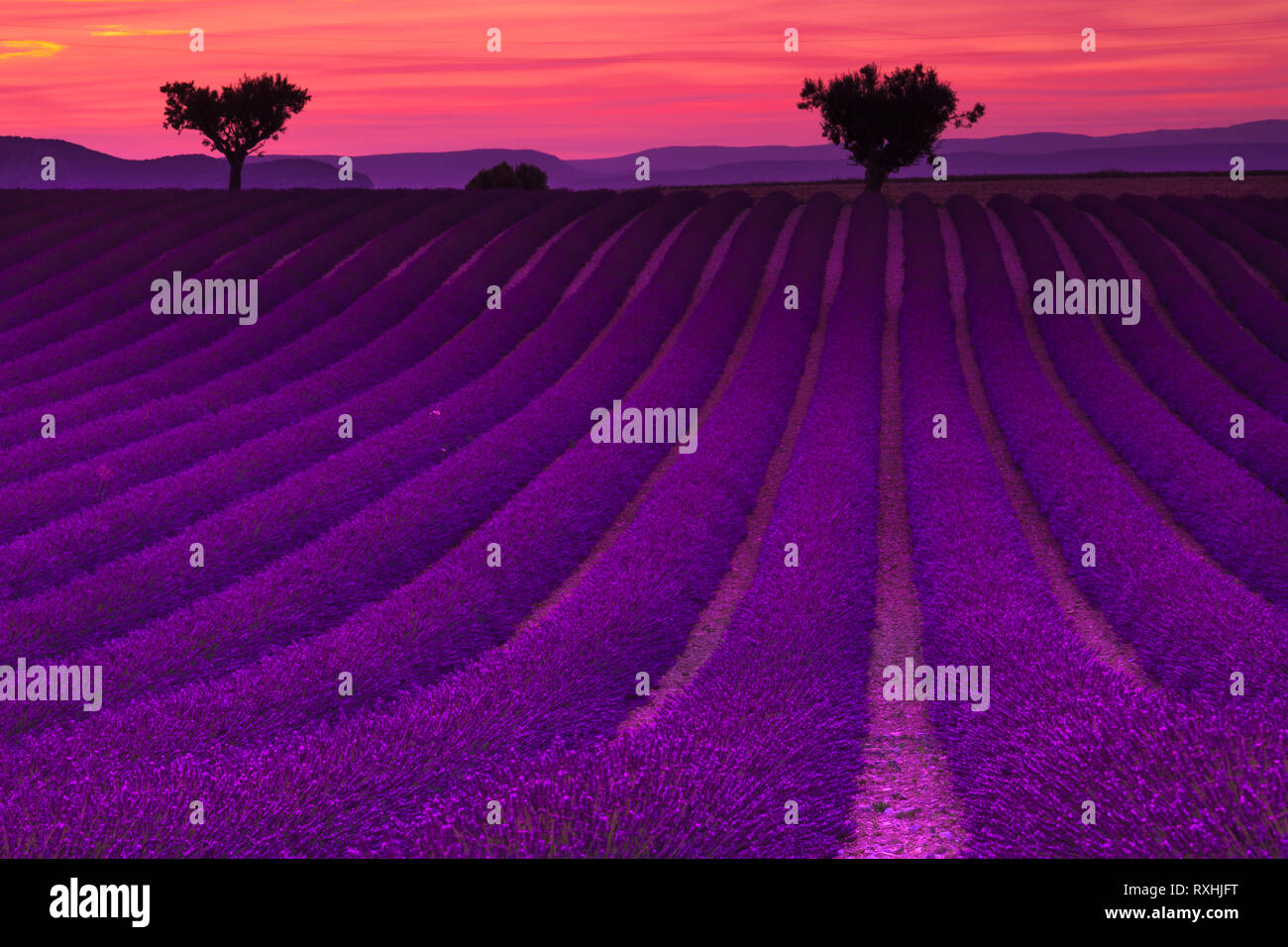 Sommer in der Provence. Lacender Felder in Valensole. Stockfoto