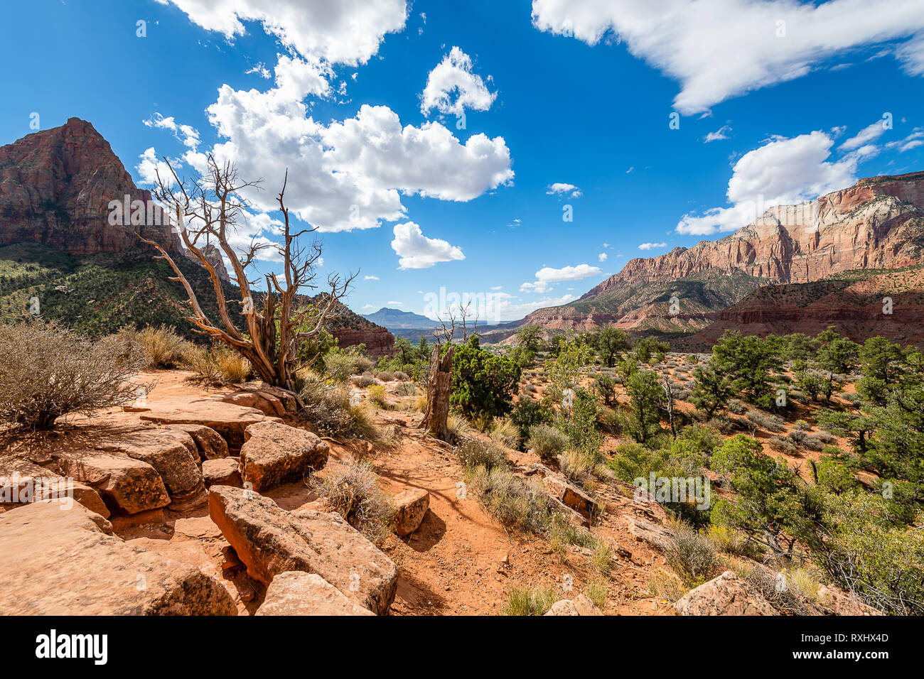 Zion Nationalpark, Utah Stockfoto