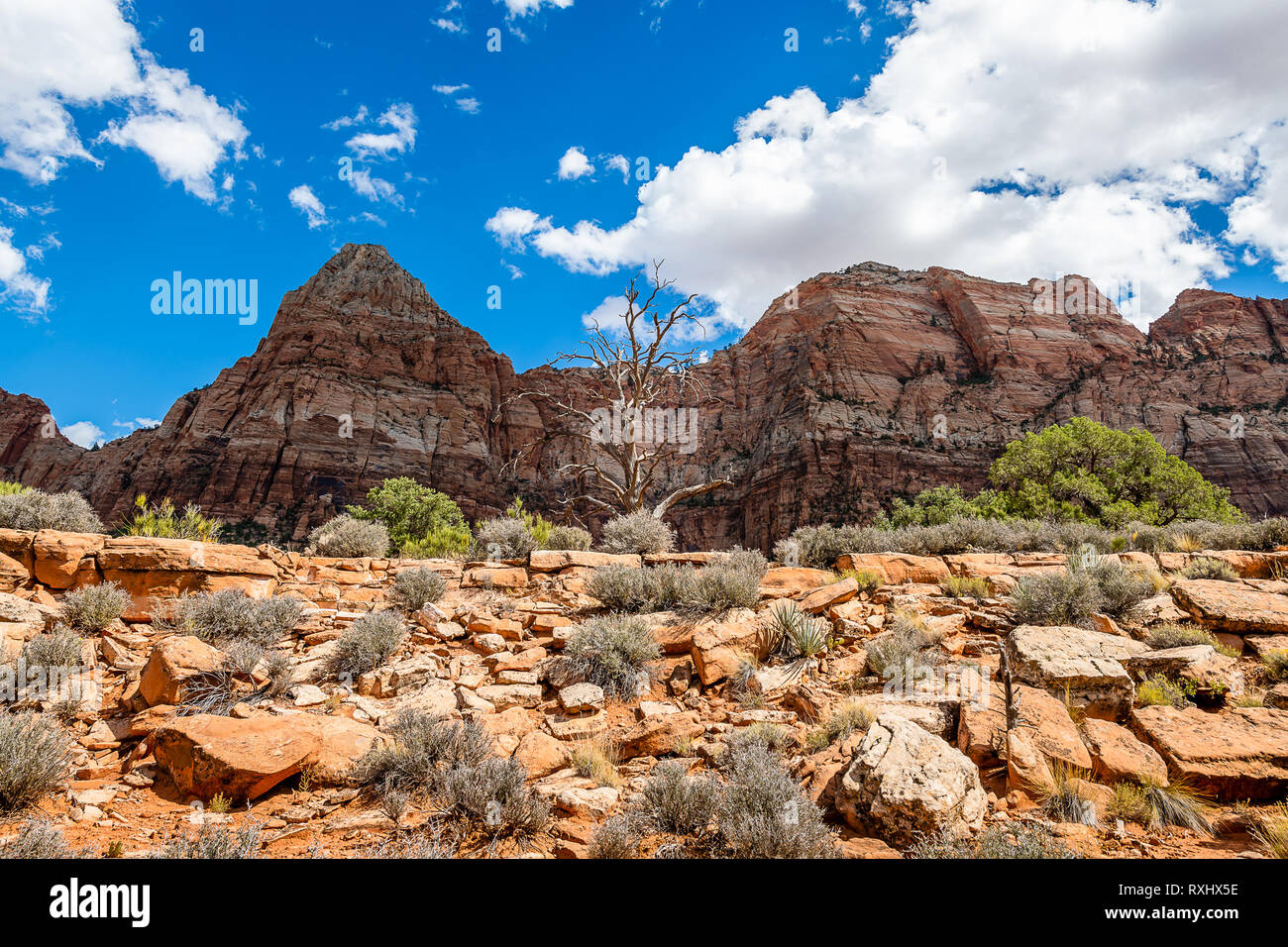 Zion Nationalpark, Utah Stockfoto