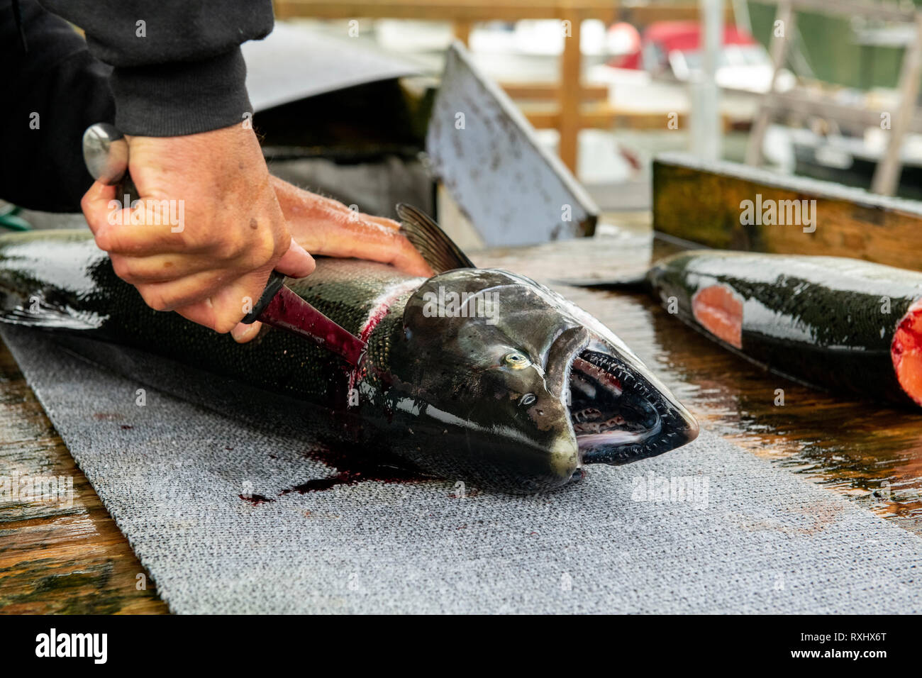 Lachs (Oncorhynchus kisutch) Filetieren und Vorbereitung in Port Renfrew, Vancouver Island, BC Kanada Stockfoto