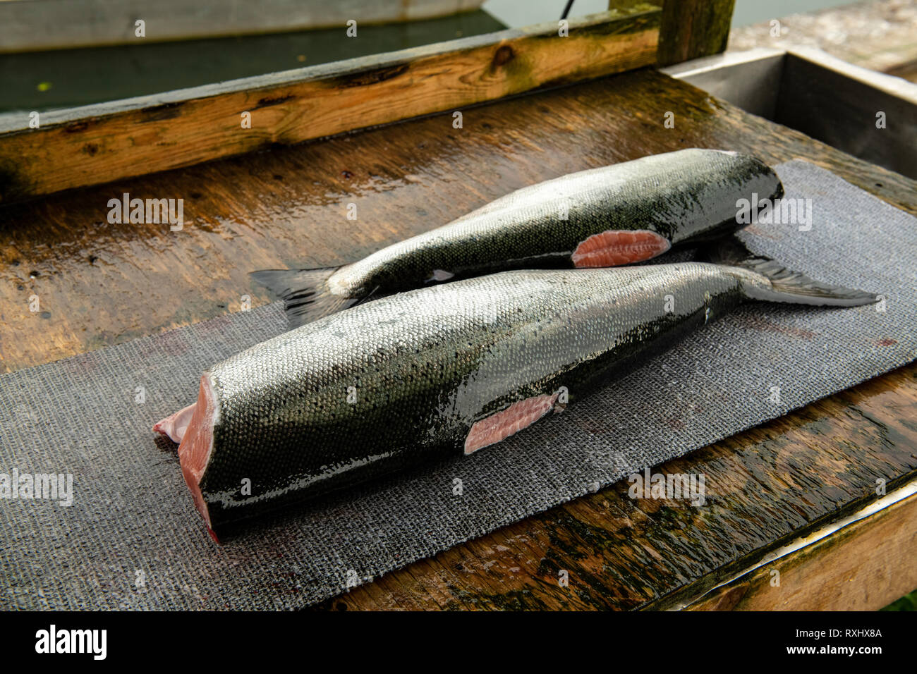 Lachs (Oncorhynchus kisutch) Filetieren und Vorbereitung in Port Renfrew, Vancouver Island, BC Kanada Stockfoto